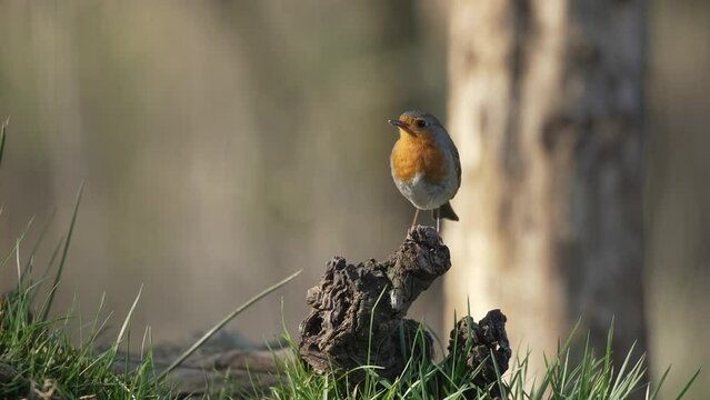 Red Breasted Robbin Perched on Branch on the Forest Floor Looking into Camera, Flies Away, Close up, Cinematic Slow Motion
