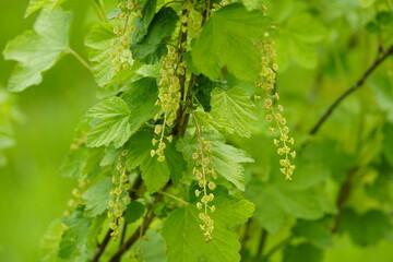 Flower of  redcurrant or red currant (Ribes rubrum) is a member of the genus Ribes in the...