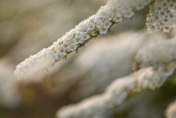 Blooming white Spiraea flowers during the sunset at spring