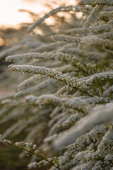 Blooming white Spiraea flowers during the sunset at spring
