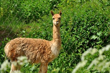 Animals are a traditionally (since the time of Aristotle) distinguished category of organisms, currently considered as a biological kingdom. Animals are the main object of zoology study.