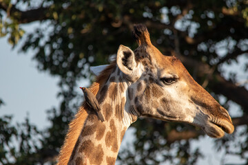 Obraz premium Side profile portrait of a giraffe
