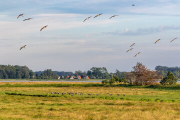 Idyll am Bodden mit Kranichen.