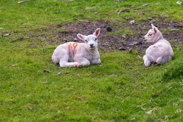 Obraz na płótnie Canvas Baby lambs born in spring on green field shot in Perthshire Scotland month of May. Lambs are marked with non toxic vegetable dye room for text