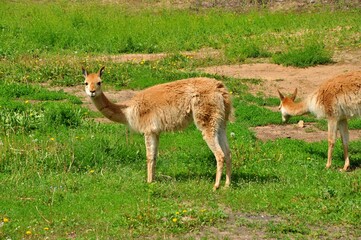 Animals are a traditionally (since the time of Aristotle) distinguished category of organisms, currently considered as a biological kingdom. Animals are the main object of zoology study.