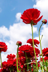 Red Ranunculus flowers. Red blooming buttercup flowers against blue sky with clouds.