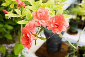 pink roses in a garden