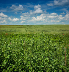Fototapeta na wymiar selective focus of green peas in the peasantry on a bright day with a blue sky with clouds.