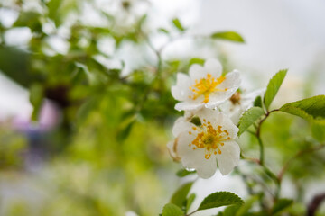 white cherry blossom