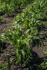 Young plant, corn leaves, A popular grain crop used for cooking or processing as animal feed. Agriculture.