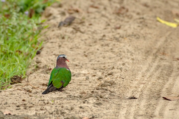 Grey-capped Emerald Dove or Common Emerald Dove resting on the safari track at Kaziranga National Park.