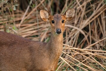 Close up of a baby Hog Deer (Hyelaphus porcinus) in the grass land just beside the safari track at Kaziranga National Park.