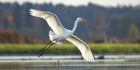 Ardea alba, white heron portrait. Great White Egret in flight with open wings , (Ardea Alba) Bird...