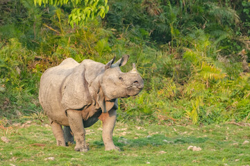 Fototapeta premium Indian one horned rhino or rhinoceros male in the grass land of Kaziranga national park in India