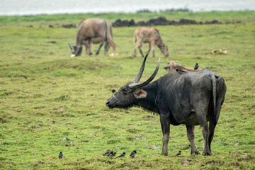 Naklejka na ściany i meble Close up of a Water Buffalo in the grass land just beside the safari track at Kaziranga National Park.