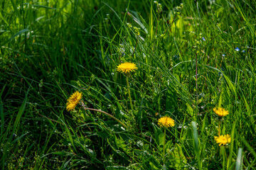żółte mlecze na zielonym trawniku - obrazy, fototapety, plakaty