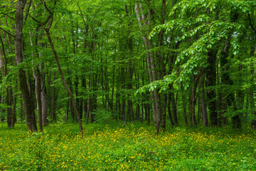 Wildflowers on glade in a green spring forest