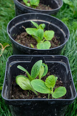 Germinated zucchini n the pots. Gardening, caring, watering, fertilizing. 