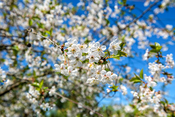 zbliżenie na kwiaty drzewa owocowego © Kamil_k2p