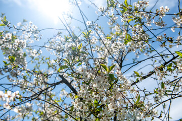 kwitnące drzewo owocowe