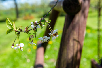 Pszczoła na małym kwiatku drzewa owocowego