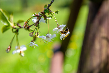 Zbliżenie na pszczołę zapylająca kwiat  © Kamil_k2p