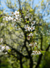 kwitnące kwiaty drzewa owocowego - obrazy, fototapety, plakaty