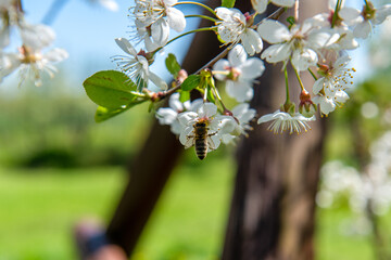 Pszczoła zapylająca kwiaty drzewa owocowego - obrazy, fototapety, plakaty