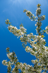 kwitnąca czereśnia na tle błękitnego nieba