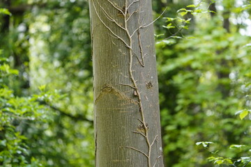 Climbing roots on the tree trunk, Hannover - Burg, Germany.