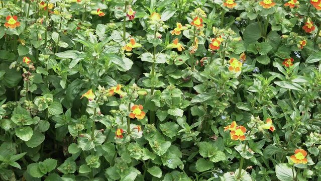 Close up of a patch of wild flowers (including monkeyflower), grass, nettles and other plants beside a stream. Shot on the Isle of Lewis, part of the Outer Hebrides of Scotland.