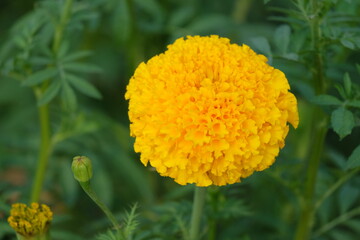 Close up shot of marigold flower, blurred background