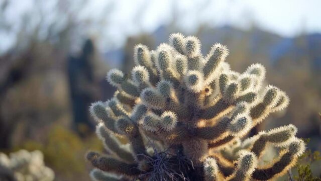 Close up of a wild cholla cactus during the day, camera panning to reveal cactus