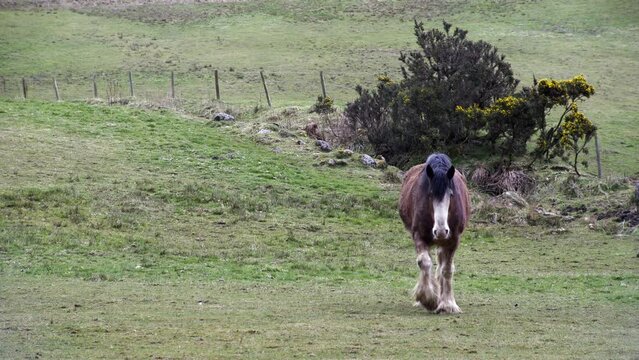 Static shot of a brown shire horse walking across a field on a farm. Shot at dawn in the countryside around Dundee and Kirriemuir in Scotland.