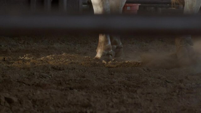 A rank bull's feet kick the dust up into the sunlight inside his pen after a rodeo.