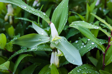 lily of the valley in rain