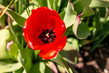 Background with red tulip flower