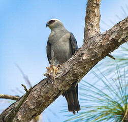 Mississippi kite bird - Ictinia mississippiensis - perched on unidentified dead bird. red eyes perched on tree snag.  Sky background
