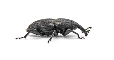 Sisal agave snout weevil beetle - Scyphophorus acupunctatus Gyllenhal - isolated on white...