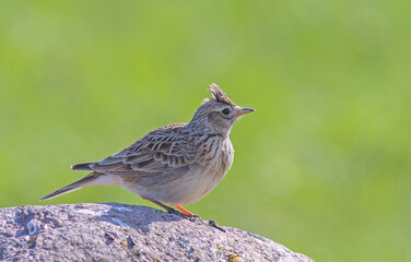 The Eurasian skylark - Alauda arvensis is a passerine bird in the lark family, Alaudidae