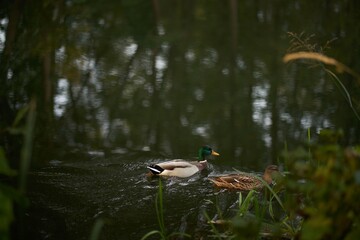 Duck swims in the pond. Lake in the park with water birds.