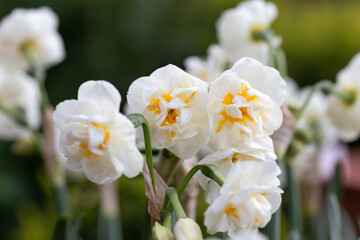 Daffodil Narcissus Bridal Crown flowers growing in the garden