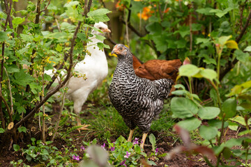 free range Backyard Chicken Speckledy, Blue emerald and columbiam blacktail breeds in the garden under tree