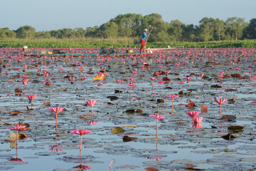 Crowded of blossom pink lotus in the lake with blurred fisherman on the wooden boat in background