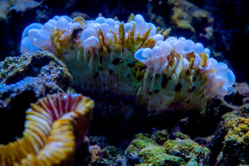 Bladder coral, pearl coral, or branching bubble coral is known as Plerogyra sinuosa