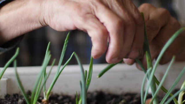close-up of an old man's hand plucking a crop of green onions grown on a windowsill in a vegetable box. selective focus. hobby of a pensioner growing vegetables