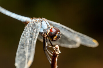 dragonfly on a leaf