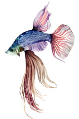 Fototapeta premium ai-generated watercolor illustration of an isolated betta fish