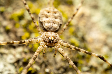 wolf spider on a web