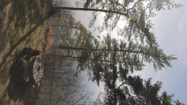 Vertical View Of Pine Trees Near Vattern Lakeshore In Sweden During Sunset. Close up